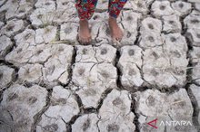 farmer show the condition of their rice fields affected by drought