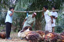  A farmer weighs fresh palm oil fruit bunches (TBS) at a plantation