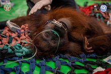  A rescued orangutan