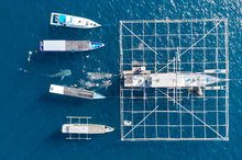Several tourists swim with whale sharks around local fishermen's fishing nets in Saleh Bay, Sumbawa Island, West Nusa Tenggara. 