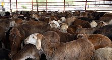 Madinah Livestock Markets, Slaughterhouses See Surge in Eid Al-Adha Demand