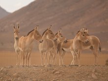 Saudi Arabia Marks First Birth of One of World’s Rarest Animals in over 100 Years