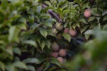 Taif’s Al-Shafa Captivates Visitors with Scenic Peaks and Fruit Orchards