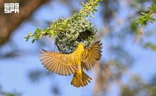 Rüppell's Weaver Graces Aseer's Treetops as Breeding Season Begins
