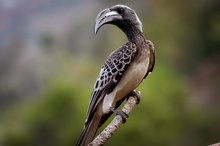 African Grey Hornbill Highlights Jazan Region’s Rich Biodiversity