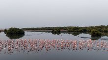 Flamingos and Mangroves Form Vibrant Ecological Partnership on Jazan's Coast