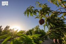 Mango Season Begins in Umluj Governorate