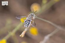 Wool Carder Bees Enhance Biodiversity in Northern Borders Region