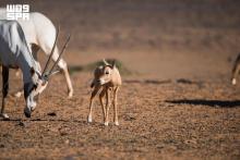 Arabian Oryx Returns to King Salman bin Abdulaziz Royal Reserve after More Than 90 Years