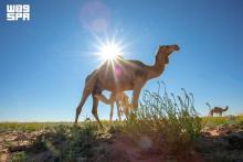 Lexicon of the Desert: How Camel Names Chronicle Arab Heritage