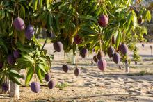 Over 1.2 Million Mango Trees Supply Local Markets During Harvest Season