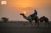 Camels Remain Symbol of Najran's Heritage and Identity