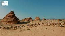 On World Camel Day, AlUla Celebrates Camel Heritage and Reinforces Its Cultural and Sporting Identity