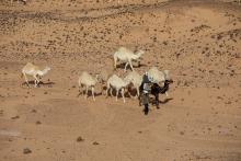 Arabian Horses and Camels Enrich Desert Tourism in Northern Borders Region