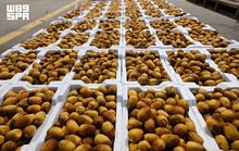Rothana Dates Gain Strong Demand as Harvest Season Begins