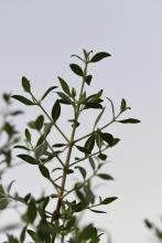 Madinah Henna: A Deep-Rooted Agricultural Heritage Driving Local Economic Growth