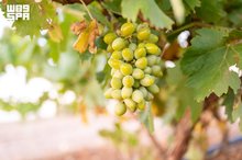 Al-Jouf Cements Status as Leading Grape-Producing Region with 140,000 Tons Annually