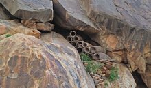 Aseer's Ancient Honeycomb Sanctuaries Preserve Legacy of Beekeeping