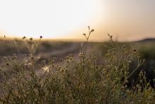 Qassim's Natural Diversity Boosts Position as Ecotourism Destination