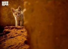 Red Fox Supports Ecological Balance at King Salman bin Abdulaziz Royal Reserve