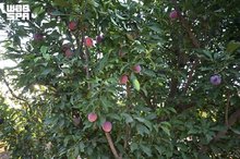 Tabuk’s 1.4 Million Almond Trees Anchor Rich Seasonal Fruit Harvest