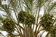 Qassim Dates Season Opens as First Varieties Ripen Across Region's Farms