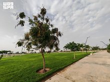 Najran's Green Spaces Offer Summer Retreat for Visitors