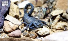 King Salman Royal Reserve Documents First Confirmed Record of Arabian Black Deathstalker in Northern Saudi Arabia