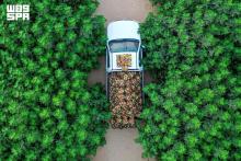 30 Fig Varieties, Over 100,000 Trees Support Agricultural Diversity in Qassim