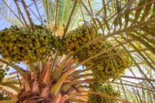 Qassim Welcomes Rutab Season as Dates Begin Changing Color