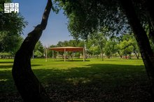 Najran Ancient Trees: Sustainable Green Oasis Attracts Visitors