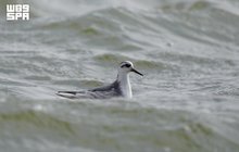 King Abdulaziz Royal Reserve Records First Sighting of Red Phalarope