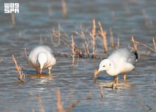 Nine Rare Migratory Bird Species Recorded for First Time in King Abdulaziz Royal Reserve