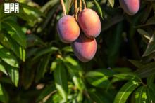 AlUla Summer Fruits Season Launches as Part of 'Khayrat AlUla'