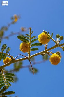 Acacia nilotica Blossom Season in Najran Supports Environment, Beekeepers