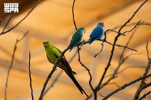 Bird Parks in Al-Hada Attract Visitors During Summer Season