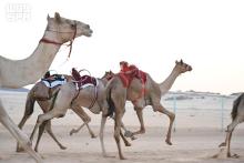 AlUla Hosts Summer Camel Races
