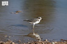 Greater Sand Plover Highlights Migratory Bird Diversity in Northern Borders Region