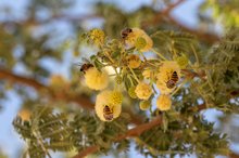 Talh Honey Harvest Begins in Tabuk with Strong Production