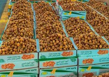 250 Tons of Dates Daily Drive Trade at Al-Bukayriyah Market