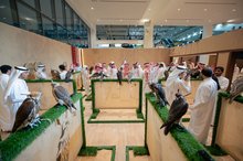 Fourteen New Farms Join International Falcon Breeders Auction, Boost Global Credibility
