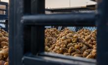 Sales at Buraidah International Dates Carnival Exceed SAR98 Million in 15 Days