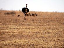 Imam Turki bin Abdullah Royal Reserve Records Hatching of Seven Red-Necked Ostrich Chicks in Q2 2026