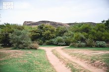 Wadi Haras Emerges as Verdant Natural Retreat in Najran's Highlands