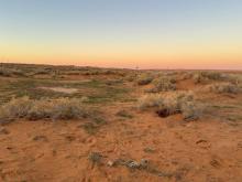 King Salman bin Abdulaziz Royal Reserve Highlights Two Distinctive Native Shrubs