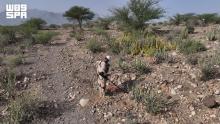 KSrelief’s Masam Project Removes 1,836 Landmines in Yemen in One Week