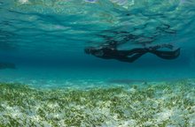 KAUST Study: Climate Finance Could Unlock Investment in Seagrass Restoration