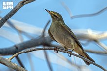 Migratory Birds Enrich Northern Borders Region’s Natural Landscape