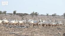 Oman's Nature Reserves Anchor Sustainable Development and Biodiversity Goals