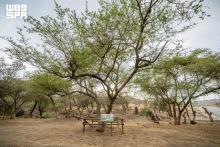 Fifty Perennial Trees Marked in Al-Baha to Safeguard Plant Diversity
